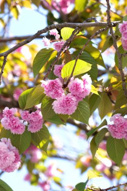 Bahar kiraz ağacı dalında pembe narin çiçeklerle çiçek açan Japon sakurası. Prunus serrulata
