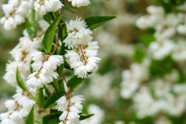 Çiçek açan Deutzia Scabra bahar parkında, beyaz çiçekler yakın.