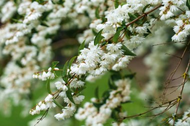 Beyaz yapraklı bir demet çiçek. Deutzia Scabra çalısı. Bahçede çiçek açan süs bitkisi