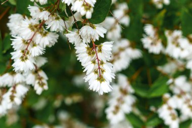 Baharda çalıların üzerinde beyaz Deutzia çiçeği demetleri