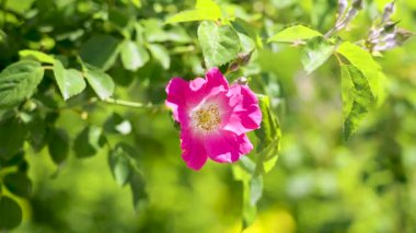 Bahçede çiçek açan yeşil yapraklı pembe gül çiçeği.