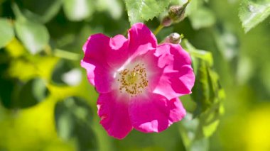 Bahar bahçesinde yeşil yapraklara karşı pembe gül çiçeğinin aşırı yakın çekimi