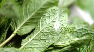 Ağır çekimde taze yeşil nane yapraklarına dökülen saf su. Doğal aromatik baharat.