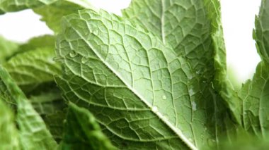 Taze aromatik yeşil yapraklı bir avuç nane tohumu. Doğal organik baharat. Üst Manzara. Makro atış. Döndürme