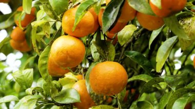 Bahçe ağacının dalında yetişen olgun portakal mandalları
