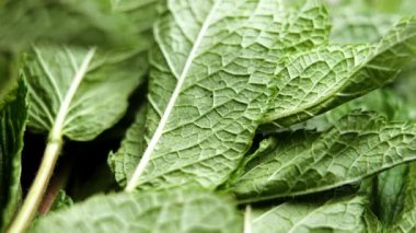 Taze kokulu yeşil nane yaprakları. Bir sürü aromatik nane. Makro atış. Üst Manzara. Döndürme