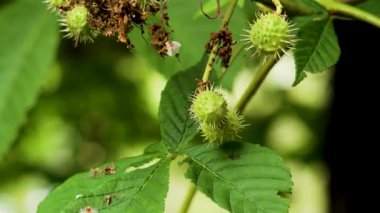 Bahar yapraklı at kestanesi ağacının yeşil tohumu. Aesculus hipocastanum