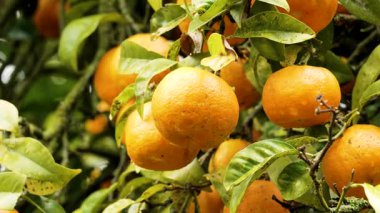 Yaz bahçesi ortamında Mandarin portakalı (Citrus reticulata) ağaç dalı