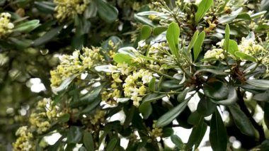 Avustralya defne bitkisinin beyaz Japon çesewood çiçekleri. Açan Pittosporum tobira