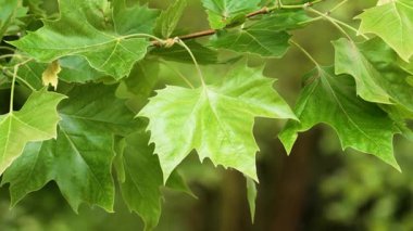 Akçaağaç yeşili yaz yaprakları esintide sallanıyor.