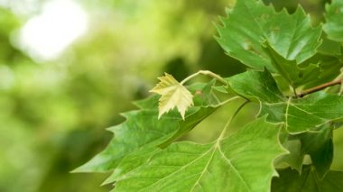 Ağaç dalında küçük akçaağaç yaprağı gelişimi yeşil yemyeşil yaprakların arka planında