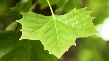 Tek yeşil akçaağaç yaprağı. Rüzgarda sallanan damarlar. Ormanda, ağaç dalında yakın.