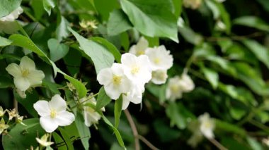 Yeşil yapraklı beyaz çiçekler sarmaşık yetiştiriyor. Baharda çit bitkileri kapanıyor.
