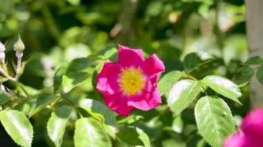 Pembe taç yaprakları ve çiçek açan gül ağacının sarı çiçekleri öğleden sonra güneşiyle aydınlanıyor.