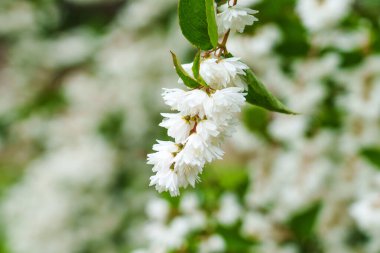 Süs bahçesinde çiçek açan Deutzia kılıç bitkisinin beyaz çiçekleri. Aile Ortancaları