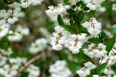 Beyaz çiçek kümeleri olan Deutzia çiçekleri. Aile Ortancaları