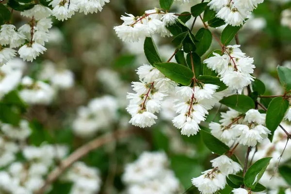 Beyaz çiçek kümeleri olan Deutzia çiçekleri. Aile Ortancaları