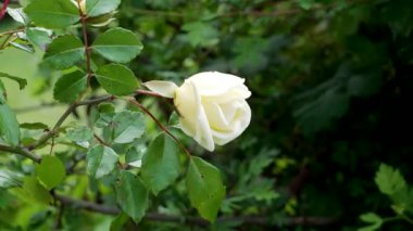 Bahçedeki çalılıklarda yeşil yapraklı beyaz gül çiçeği