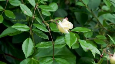 Çiçek dalının dalında büyüyen gül yeşil yapraklarla çevrili.