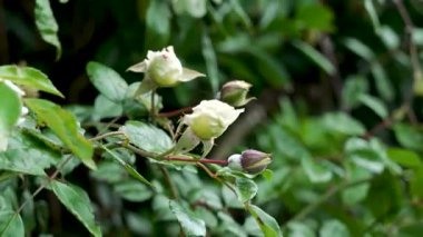 Yabani beyaz gül tomurcukları, tomurcuklanmış çalılıklarda yetişiyor.