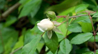 Yaban çalılarının dalındaki beyaz yaban gülü ve yeşil yaz yaprakları yakın.