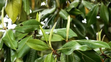 Çiçek açan bir manolya ağacının beyaz tomurcukları İlkbaharda yemyeşil yapraklarıyla