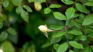 Tıraşlı yeşil yapraklar rüzgarda sallanırken işlenmemiş çalıların üzerinde büyüyen işlenmemiş beyaz gül goncası.