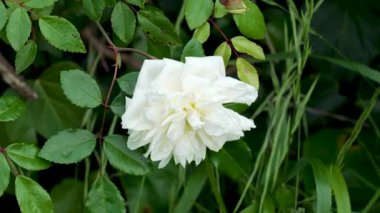 Yeşil dikenli yaprakları olan ekilmemiş çalılıklarda beyaz yabani gül çiçeği.