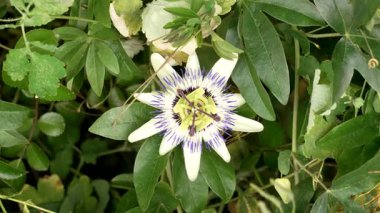 Çiçek açan yeşil yapraklı homeopatik bitkide passiflora veya tutku çiçeği