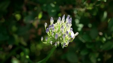 Agapanthus africanus çiçeği (Afrika zambağı) ve yaz yeşili yapraklar