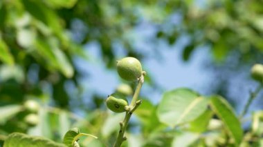 Olgunlaşan yeşil meyveleri olan ceviz ağacı yeşillik ve mavi gökyüzünün arka planında