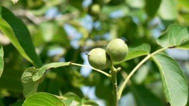 Olgunlaşmamış meyveli ceviz ağacı dalı. Bahçede yaz yeşili yapraklar