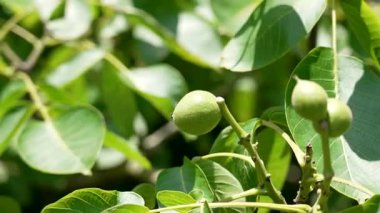 Yeşil ceviz ağacı dalında gün ışığıyla aydınlatılan meyveler.