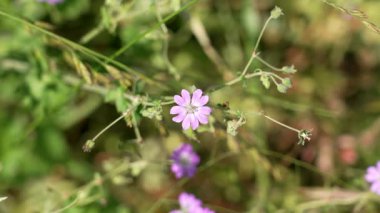 Yabani ot tarlasında açan pembe sardunya çiçeği. Üst Manzara. Kapat.