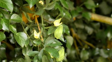 Yeşil tomurcuklu Çiçek (Passiflora Caerulea)