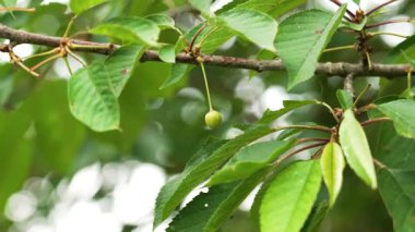 Meyve bahçesinin dalında yetişen olgun, yeşil kiraz meyvesi