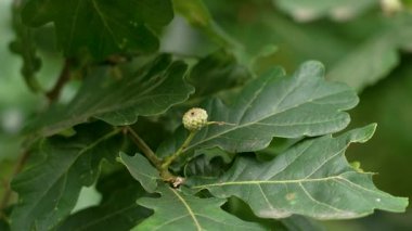 Olgunlaşan yeşil meşe palamudu Yeşillik yapraklı yaz meşe ağacının dalında