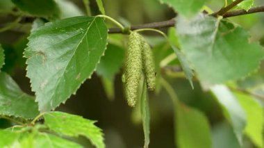 Ağaçların yemyeşil yaprakları arasında toplanan huş ağaçları.