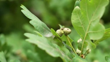Ağaçların dallarında yetişen yemyeşil meşe palamutları ve yemyeşil yapraklar.