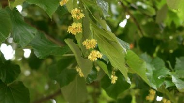 Tilia kordata ya da ıhlamur ağacı dalında yetişen şifalı sarı çiçekler.
