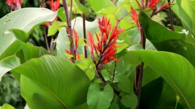 Güneşli bir günde yeşil yaprakların arasında İndika kırmızısı çiçekler olmaz.