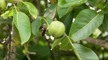 Ağacın dalında yetişen tek yeşil ceviz meyvesi ve bahçede yaz yaprakları.
