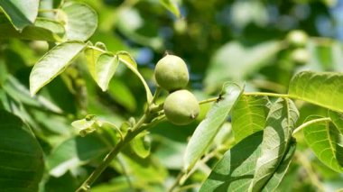 Bahçe yaprak döken dalında olgunlaşan yeşil ceviz meyveleri.