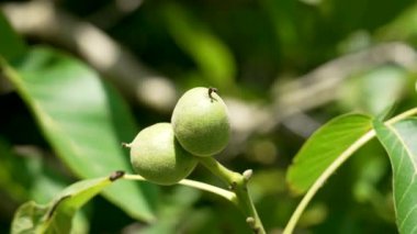 Bahçe ağacının dalında olgunlaşan yeşil cevizler.