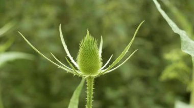 Dipsacus çiçek açan bitki. Teasel dikenli çiçekli kafa. Yaklaş.