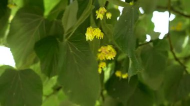 Rüzgarda sallanan sarı basswood ağacı çiçekleri. Yakın plan.