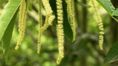Castanea sativa catkins tatlı kestane ağacı dalında Yaklaş