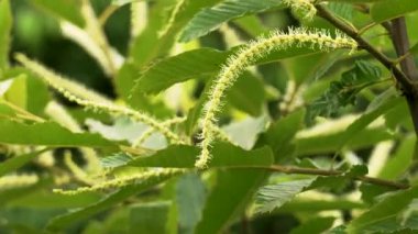 Tatlı kestane (Castanea sativa) ağacının asma infloresanları