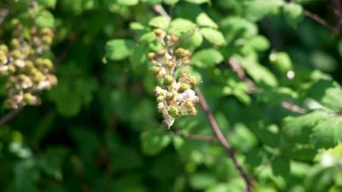 Olgunlaşmamış yabani çalıların üzerinde böğürtlen.