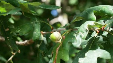Bir meşe ağacının dalında yetişen tek bir yeşil meşe palamudu yaz öğleden sonra güneşiyle aydınlanan yemyeşil yapraklarla.
